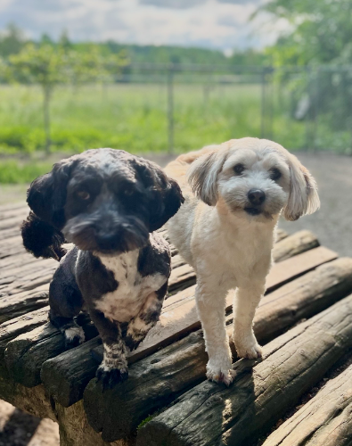 We sell Havanese and Havapoos puppies