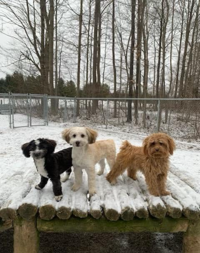 Havanese,Havapoos and GoldenPoodle breeder